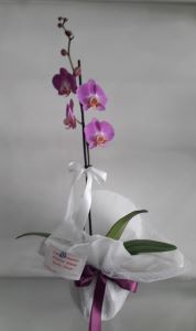 Tekli Lila orkide